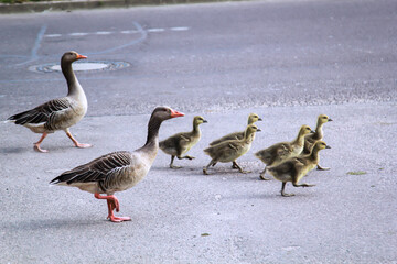 Eine Familie Graugänse mit ihrem Nachwuchs überquert eine Straße.