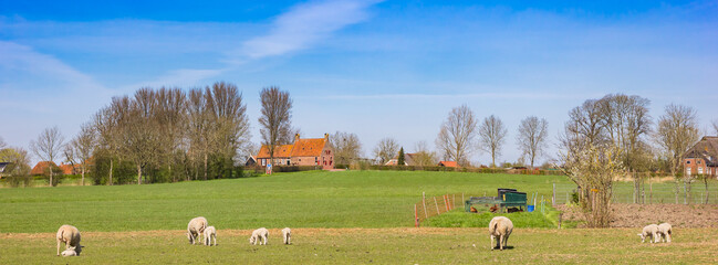 Panorama of sheep in the landscape near Groot Wetsinge, Netherlands