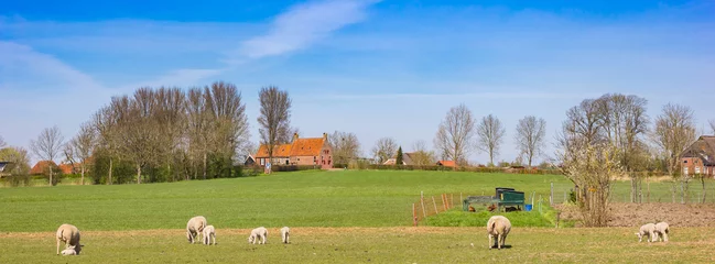 Gordijnen Panorama of sheep in the landscape near Groot Wetsinge, Netherlands © venemama