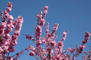 Beautiful floral background with sakura blossoms against the blue sky