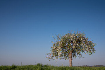 A blossoming apple tree stands in a green meadow. In the background the blue sky in the morning.