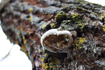 Kombucha on the tree. A parasite on a tree. Tree disease