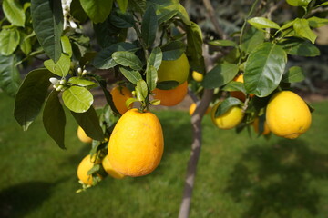 Citrus sinensis, Oblungus, Rutaceae family. Berggarten, Hanover.