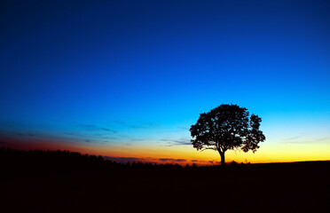Fototapeta na wymiar Sunset under the tree. Nature background.