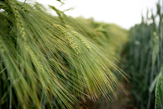 Close up of green young ears of rye on a Ukrainian field. Ukrainian wheat. Agriculture field background. Selective focus.