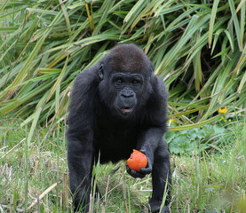 Baby Gorilla with a tomato
