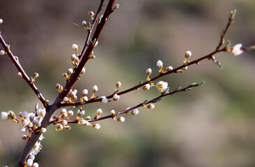 Die Blüten eines Obstbaumes im Frühjahr.
