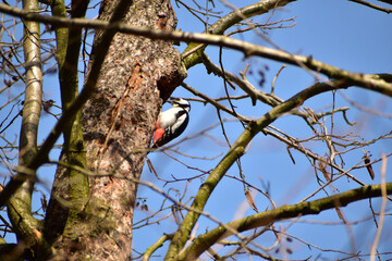 A large motley uncle sits on a tree.