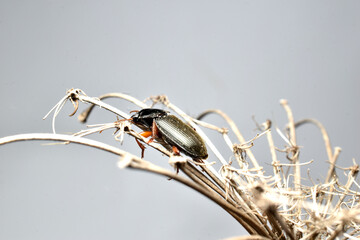 Beetle of the dark beetle family, small black beetle.