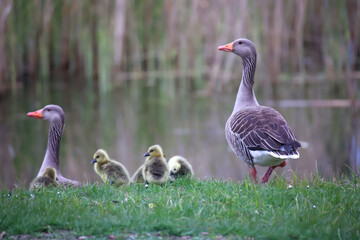 Eine Familie Graugänse mit ihrem Nachwuchs an einem Teich.
