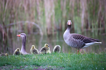 Fototapeta premium Eine Familie Graugänse mit ihrem Nachwuchs an einem Teich. 