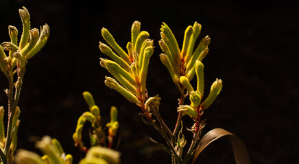 Backlit yellow kangaroo paw 