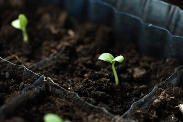 Little green sprout in black fertile soil
