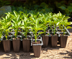 Green pepper seedlings.