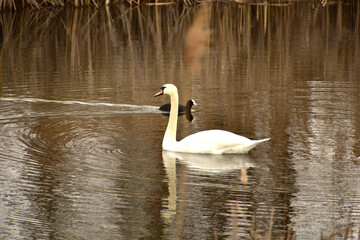 White swan mute and coot Family Rallidae