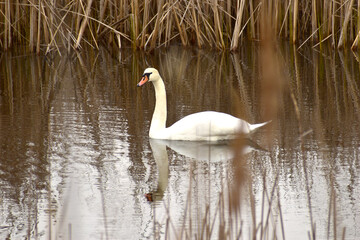 The white mute swan is reflected in the water of the lake.