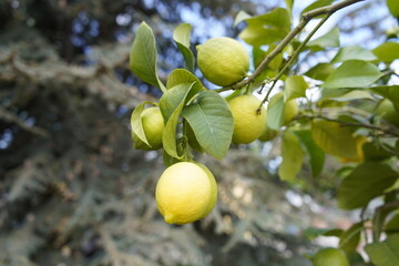Citrus limon, Sfusato di Sorrento, Rutaceae family. Berggarten, Hanover.