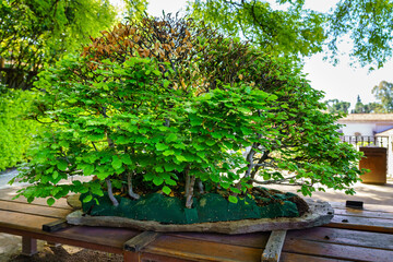 Small bonsai tree grown outdoors in lush oriental garden.