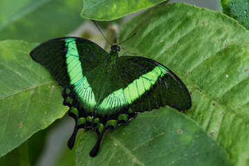 Emerald Swallowtail - Papilio palinurus, beautiful green and black butterfly from Malaysia forests.