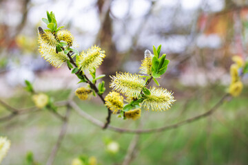 Willow catkins in spring. Willow catkins tree.