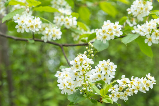 Prunus padus Traubenkirsche Detail Bl&uuml;te
