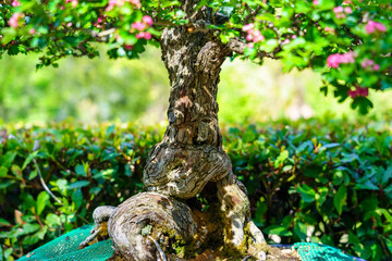 Small bonsai tree grown outdoors in lush oriental garden.