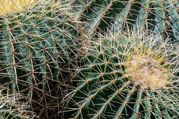 Naklejka na ściany i meble A close up of cactus