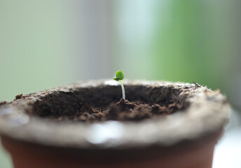 Croissance d'une plante