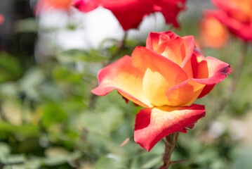 bright color rose flower blooming in summer. copy space