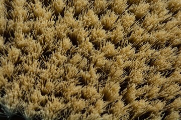 Macro photo of cactus fiber brush. Spa beauty concept.Tetsetka for dry body massage. Macro photo of a brush for anti-cellulite body massage. The brush is on a blue background. .