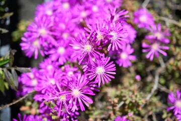 Super-cluster of rows of tall hues and colors flowers. These amazing summer blooms make for spectacular viewing, amongst the worlds greatest flowers collections. A true treat from nature.	