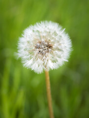  Dandelion blowball with seeds, closeup photo