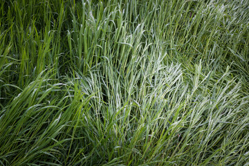  Fresh dew on grass closeup