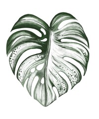 Monstera watercolor
