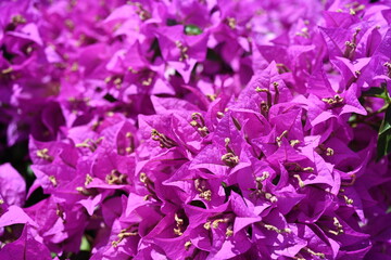 Super-cluster of rows of tall hues and colors flowers. These amazing summer blooms make for spectacular viewing, amongst the worlds greatest flowers collections. A true treat from nature.	