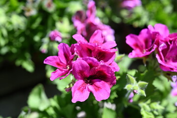 Super-cluster of rows of tall hues and colors flowers. These amazing summer blooms make for spectacular viewing, amongst the worlds greatest flowers collections. A true treat from nature.	