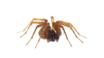 Mediterranean funnel weaver spider isolated on white background, Lycosoides coarctata male