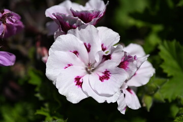 Super-cluster of rows of tall hues and colors flowers. These amazing summer blooms make for spectacular viewing, amongst the worlds greatest flowers collections. A true treat from nature.	