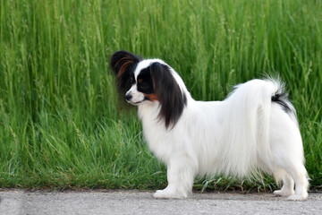 Small long haired papillon dog at dog show side view on a green background