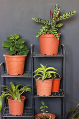 Potted plants on a shelves. Different types of houseplants on black metal shelves. Dark grey wall on background. Modern interior with plants. 