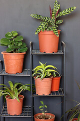 Potted plants on a shelves. Different types of houseplants on black metal shelves. Dark grey wall on background. Modern interior with plants. 