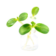 Young sunflower sprouts in a glass flask isolated on a white background.