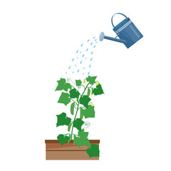 Watering with a watering can of green cucumber plants . Vector blue watering can isolated on a white background. Caring for cucumber plants . Watering a vegetable garden. Vector illustration.