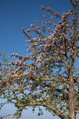 Detail shot of the crown of a blooming apple tree with pink flowers against a blue sky in nature