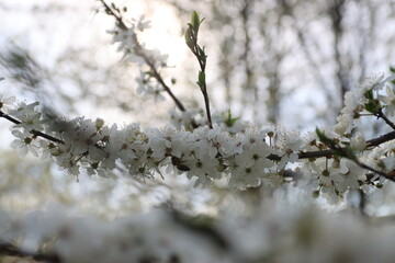 
flowering tree