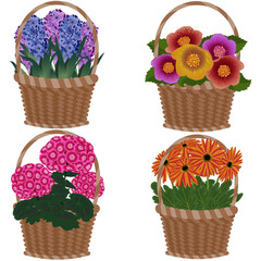 Flower baskets set. Abutilon, hyacinth, pelargonium, gerbera. Summer bright colors. Vector illustration