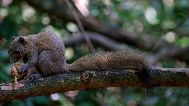 Seen on the left side of the frame eating a fruit, Grey-bellied Squirrel Callosciurus caniceps, Kaeng Krachan National Park, Thailand.