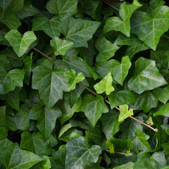 Hedera helix L. var. baltica leaf, climbing common Baltic ivy texture flat lay background pattern,...