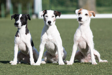 Three funny smiling white parson russell terrier with sable and black markings on a face. Cute and friendly small family parson terrier dog pet sitting outside with background of green grass