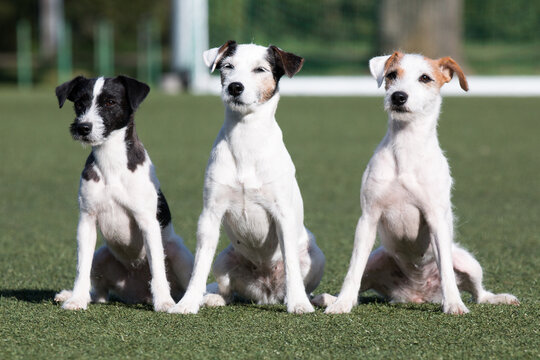 Three funny smiling white parson russell terrier with sable and black markings on a face. Cute and friendly small family parson terrier dog pet sitting outside with background of green grass